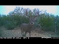 Venados en Rancho 5 De Mayo Laredo Tx Temporada de caza 2019 - 2020