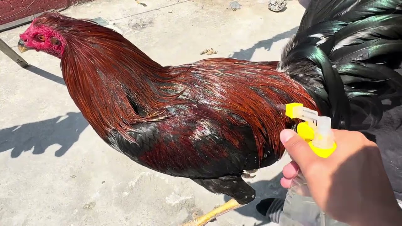 Quieres evitar acaros y abrillantar la plumas haz esto… (La vida de las plumas)