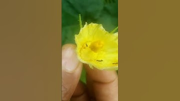 #yellowsquash #update | How to Hand Pollinate