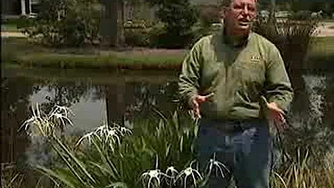 'Spider lily' can describe many different plants
