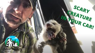 Opossum Under Car Seat!