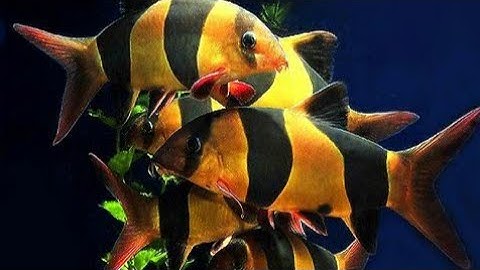 Cách nuôi cá chuột Mỹ