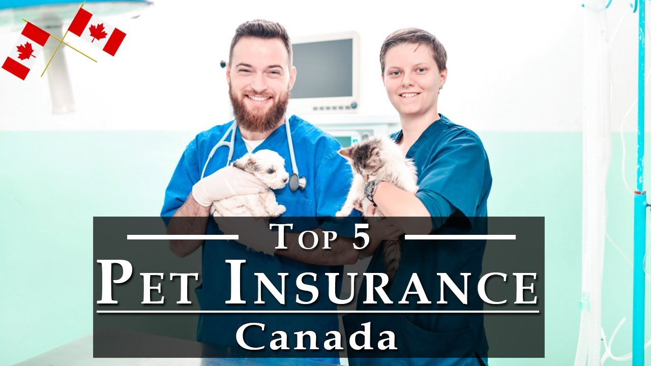 10 Best Pet Insurance Cost 10 Best Pet Insurance Cost