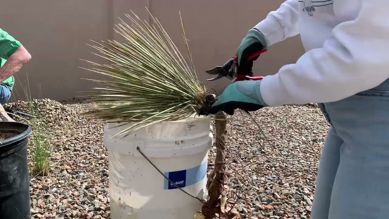 Transplanting native yuccas // NMHIGHDESERTGARDEN - YouTube