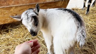 Lucinda has cute baby goats!