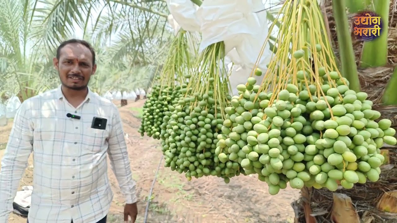 khajur sheti maharashtra | khajur sheti | खजूर शेती लागवड | khajur farming |
