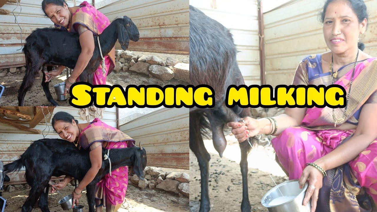 Standing 😅 goats milking beautiful 😍