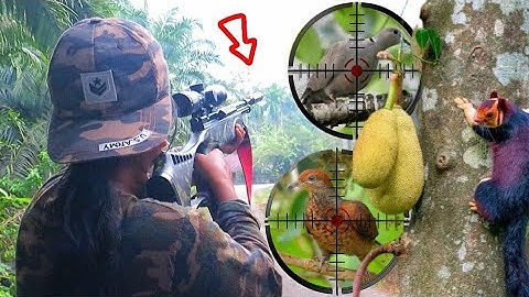 BERBURU BURUNG PUNAI TEKUKUR HAMA ISTRI POIN LAGI PAKAI UKLIK, di pohon lansiro dan di musim durian