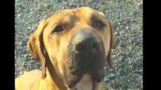 Waco Available For Adoption