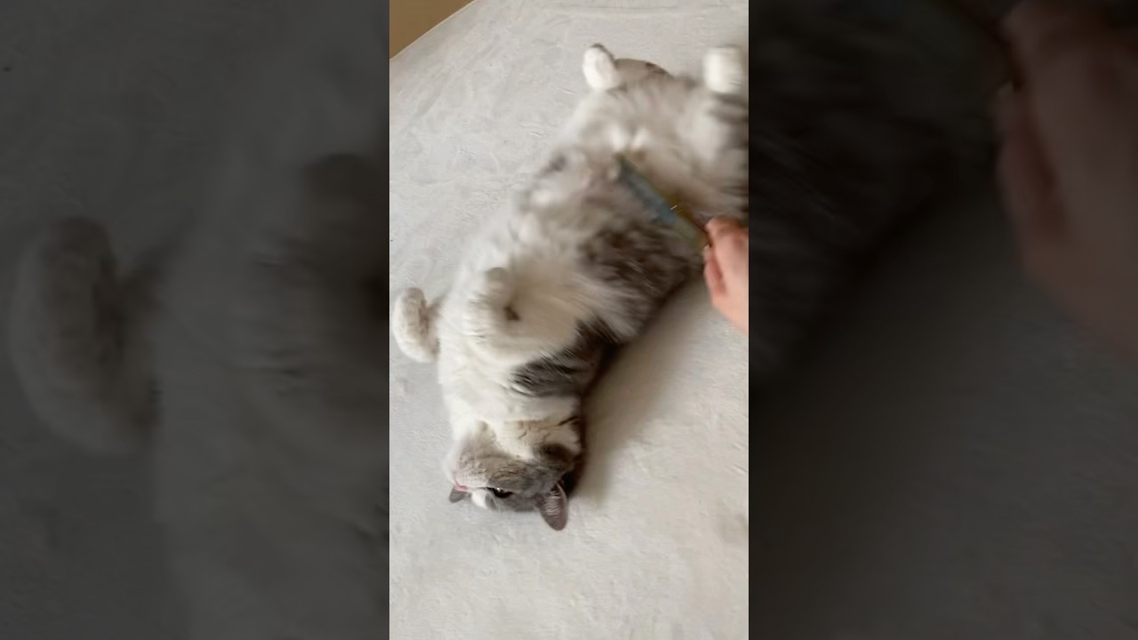 回る回る猫ちゃん❤️ - YouTube