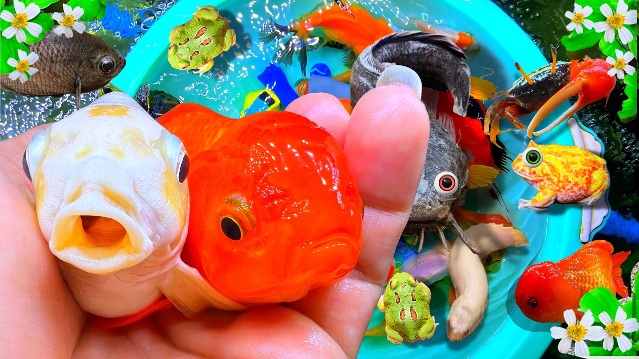 Catching Cute Beautiful Freshwater Fish in a Ditch, Big Catfish, Frog, Red Ranchu, Turtle, Koi, Carp