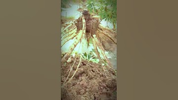 Harvesting Cassava by Hand 🌿 | Traditional Farm Work #Shorts