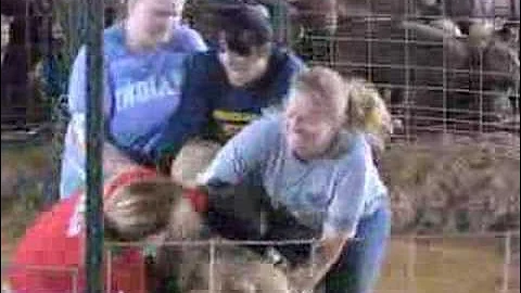 Fuel Leaders Hog Wrestling