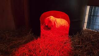 Little Aspen and the Heat Barrel by Tilly's Tiny Family Farm 257 views 2 weeks ago 51 seconds