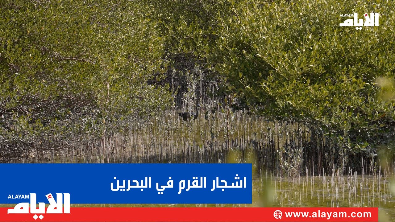 ����� ����� �� ����� ������� ����� ���� ��� ������ ������ ����� �������
 - نشر قبل 8 دقيقة