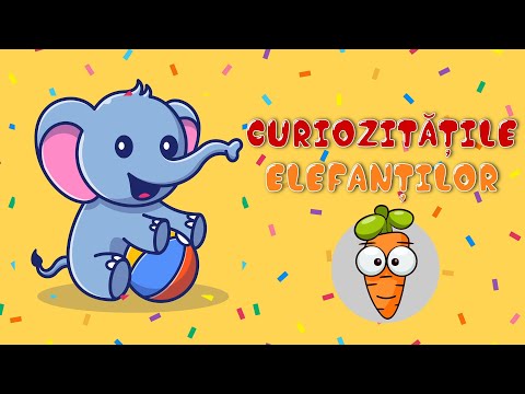 Curiozitățile Elefanților | Lucruri interesante despre Elefanților | Curiozitățile Lui Morcovel