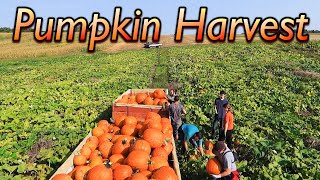 Pumpkin Harvest at Wishwell Farms!