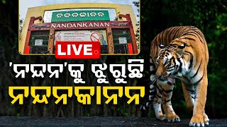 Live | ‘ନନ୍ଦନ’କୁ ଝୁରୁଛି ନନ୍ଦନକାନନ | Nandankanan Zoo | Tiger Nandan | Tiger | OTV