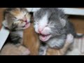 Baby Kittens Crying Because Mom Was Poisoned