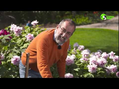 Video: Baum Pfingstrose. Schädlinge