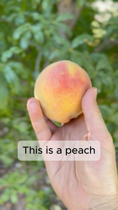 What a peach! Why I grow three different peach trees. #fruit