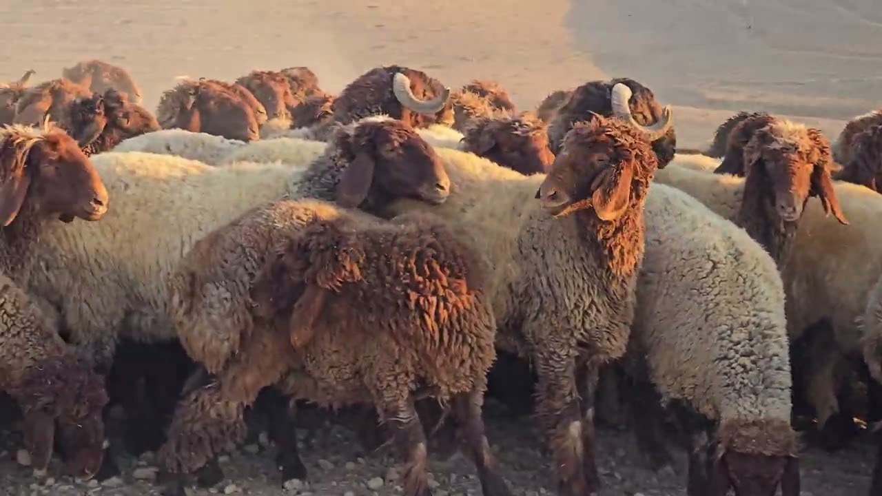 ٧٠ثنية حروك عشار شهرين من مراح أبو زينب السراوي مع فحول نخبة الطلب ١٠٠٠$ تواجد الرقة 