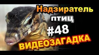Видео загадка #48. Назовите надзирателя птиц Видео загадка #48. Назовите надзирателя птиц