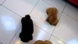 super tiny-tiny teacup poodle-#073