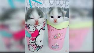Funny Baby Cute Cats Videos Compilation | Cat Vines by Cat Vines 16 views 2 years ago 6 minutes, 28 seconds