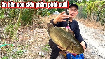 Ăn Hên Con Cá Rô Siêu Phẩm Ở Phút Cuối-Câu Cá Rô Đồng / lãng tử miền tây T 77