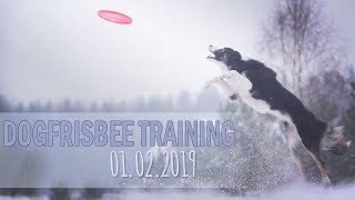 Ice Tea - Dogfrisbee training - cinematic
