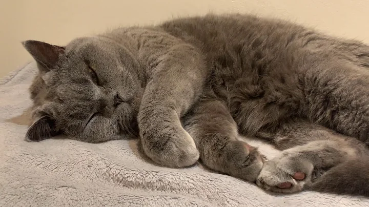 Video 11894651: british shorthair cat, funnycats britishshorthair