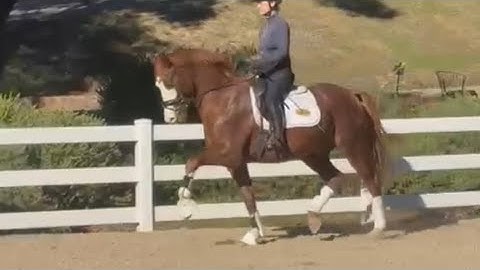 2021 Robbie (In Style x Toto jr x Tango x Ferro)