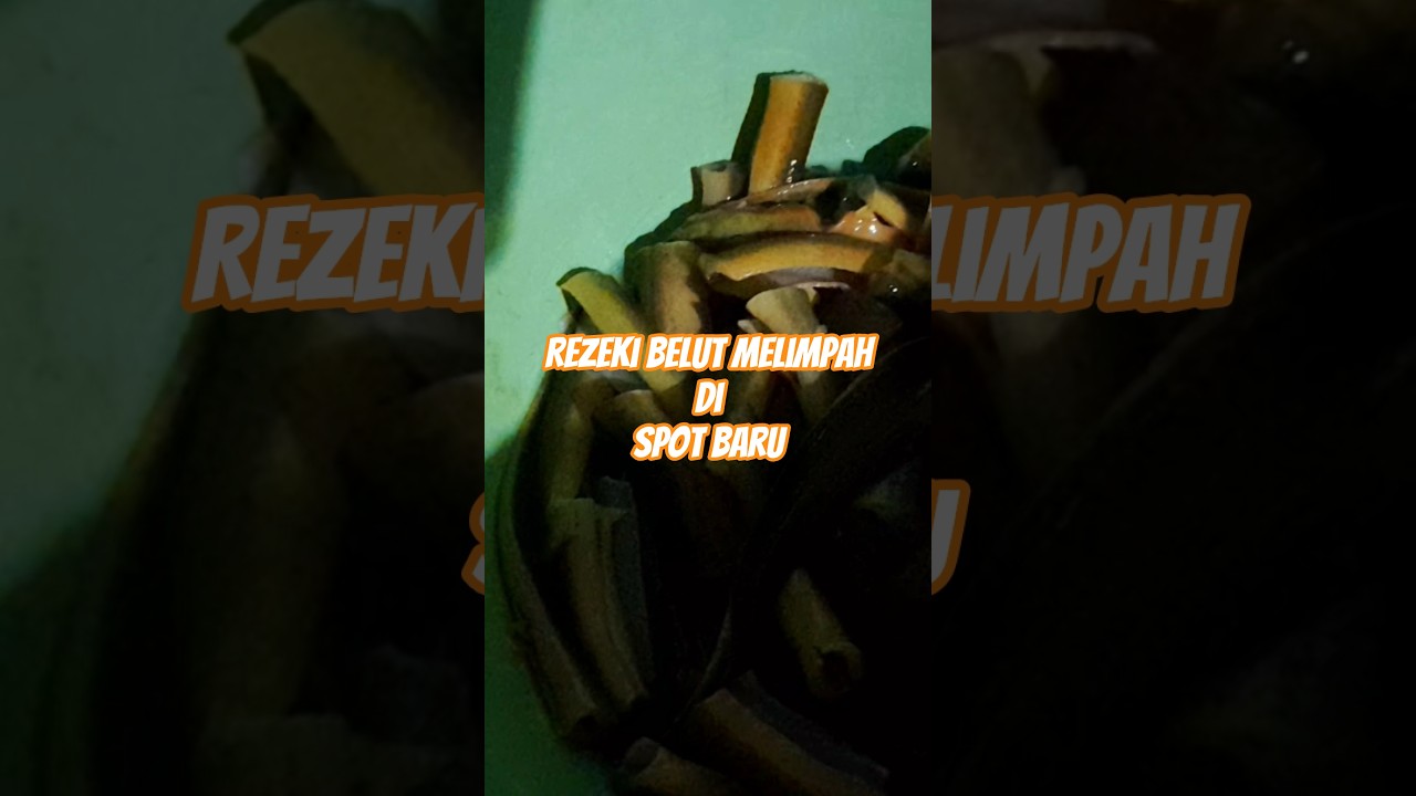 hasil mancinv belut sawah memang kecil tapi melimpah 