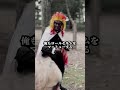 【超新塾ショートネタ】煉獄さんは留学生② #鬼滅の刃 #煉獄