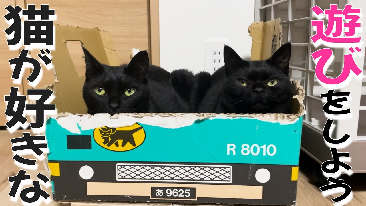 I can turn anything into a game when it comes to cats! - YouTube
