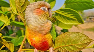 pineapple conure bird sounds : I like to go out and bask in the sun in the morning.