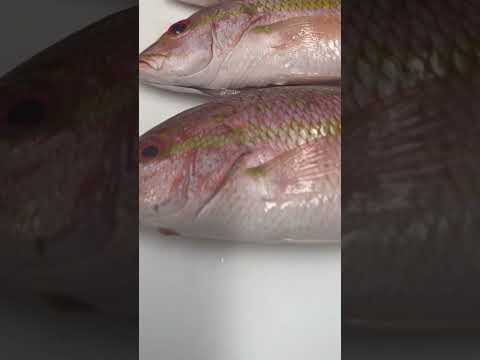 Yellow snappers