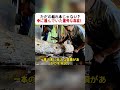 ただの枯れ木じゃない？ 中に潜んでいた意外な存在！ #木材加工 #自然の不思議 #工場作業 #生き物の隠れ家 #驚きの発見