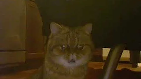 Watch the video about My Golden Exotic Shorthair