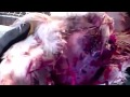 Middle of video