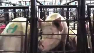 The truth behind the meat, dairy and egg industries