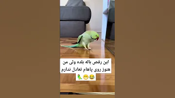 رقص باله طوطی ملنگو پرنده Birds طوطی Parrot عروس هلندی Pets Shorts 