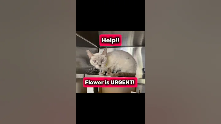Watch the video about 🚨Flower is URGENT due to space!