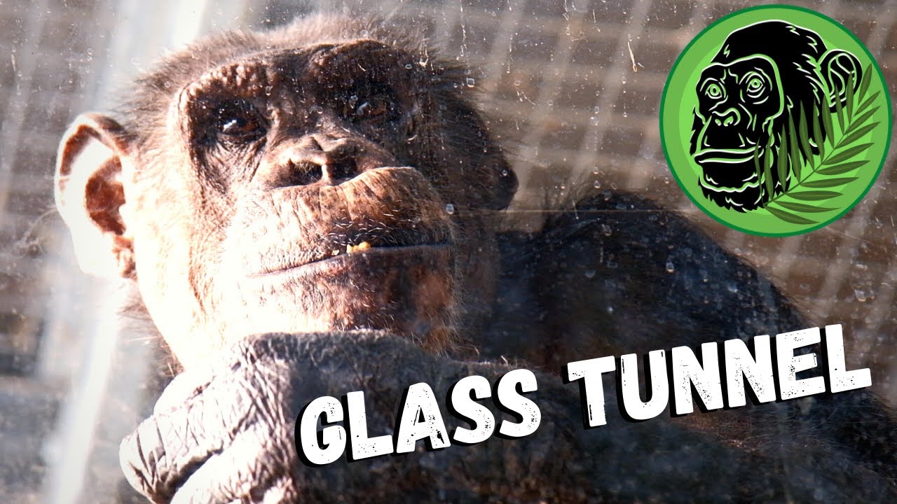 This Is Why We Love Twycross Zoo !! Awesome Way To View Chimps