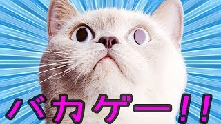部屋の破壊神「猫」 - バカゲー 実況プレイ