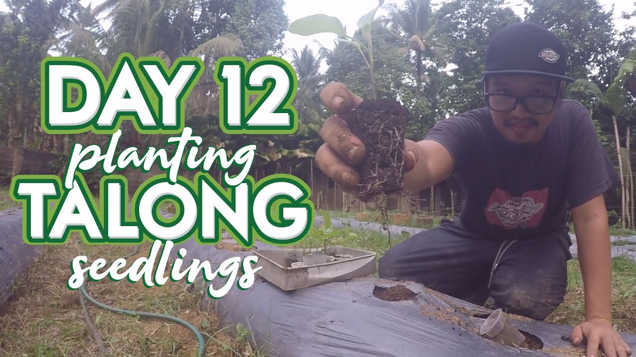FARMING PHILIPPINES ( Planting Eggplant ) Day 12 YouTube