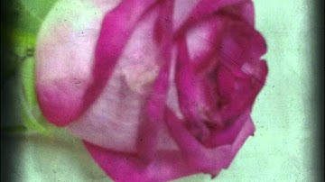 تلاوة جدا خاشعة من الليلة الرابعة 1433 للشيخ راشد الأركاني