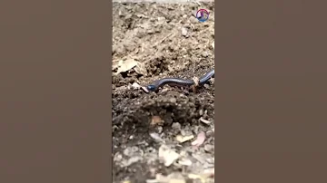 Самая маленькая змея в мире