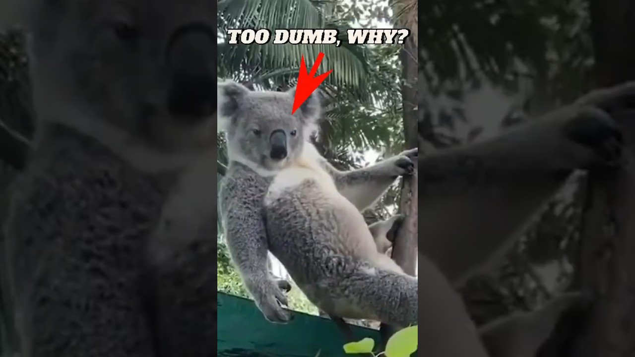 Why Koalas Got Dumber to Survive 🐨 | Weird Animal Facts You Won’t Believe
